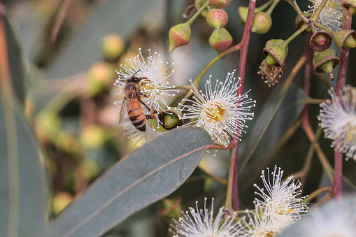 Bees are collecting eucalyptus nectar (honey). Summer time, eucalyptus flowers. Macro. Small DoF set on bee.