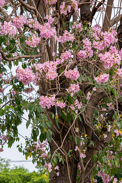 pink trumpet tree (Tabebuia heterophylla) in garden pink trumpet tree (Tabebuia heterophylla) in garden tabebuia heterophylla stock pictures, royalty-free photos & images
