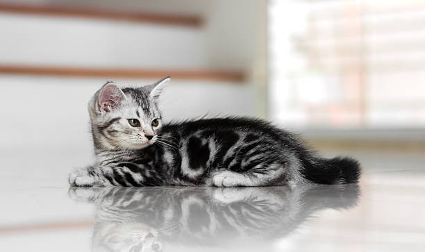 istock Cute American shorthair cat kitten 521260800