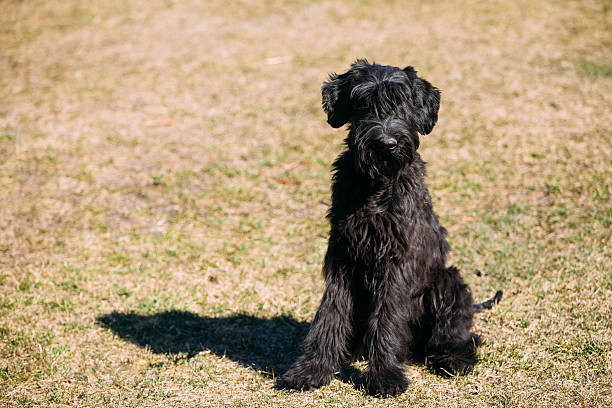 noir schnauzers géants ou riesenschnauzer chien en plein air - giant schnauzer photos et images de collection