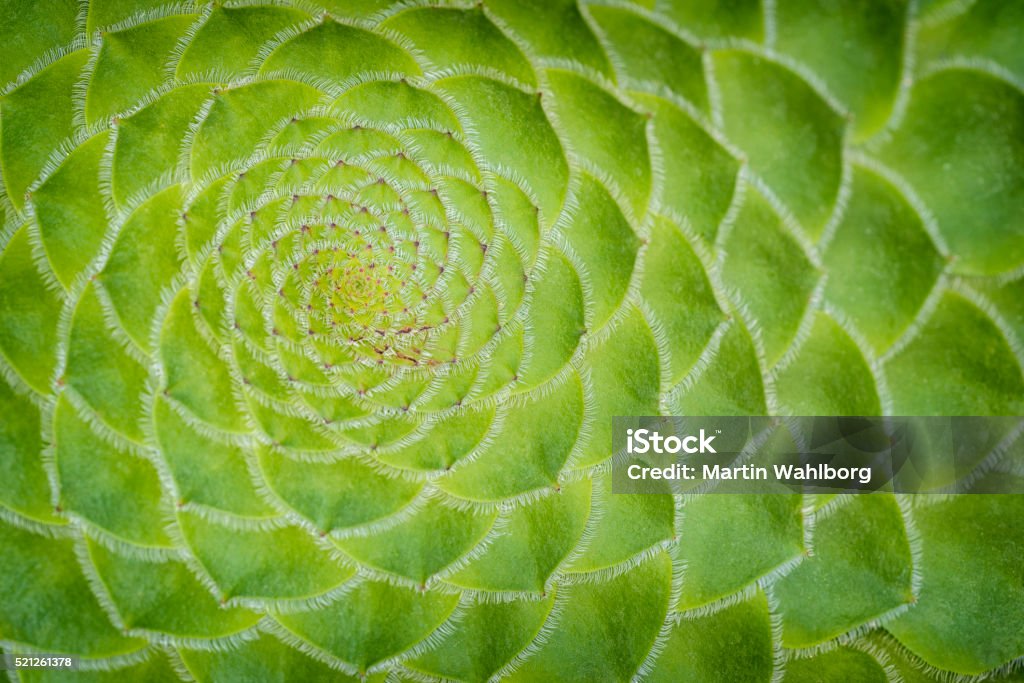 Aeonium - Lizenzfrei Makrofotografie Stock-Foto