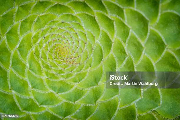 Aeonium Stockfoto und mehr Bilder von Makrofotografie - Makrofotografie, Sukkulente, Kaktus