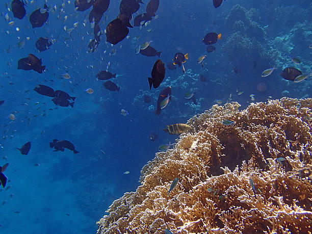 istock amazing red sea snorkeling 521261453