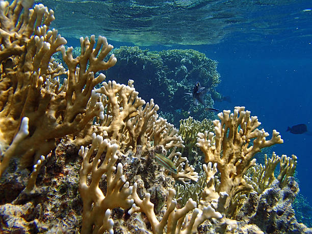 istock amazing red sea snorkeling 521261541