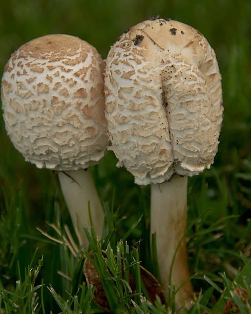 istock Pair of mushrooms 521261873