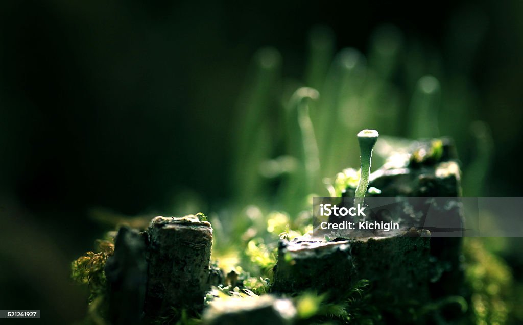 magical world of macro moss Autumn Stock Photo