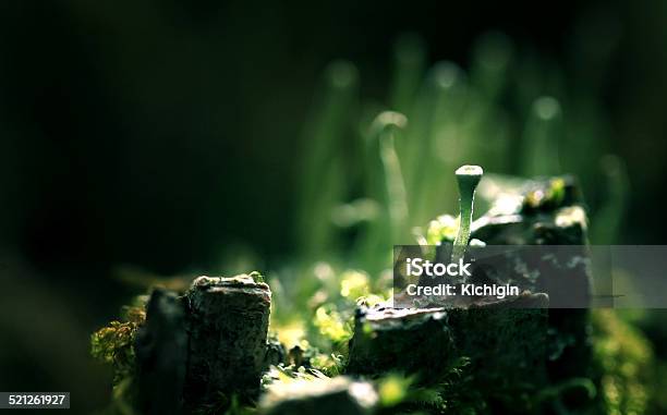 Magical World Of Macro Moss Stock Photo - Download Image Now - Autumn, Beauty, Blue