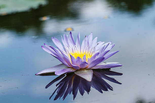 istock Purple water lily in pond 521262153