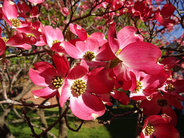 istock Dogwood Flowers in Bloom 521262350