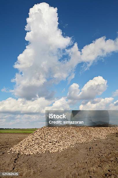 Agriculture Sugar Beet Root Harvesting In Field Stock Photo - Download Image Now - Agricultural Field, Agriculture, Beet