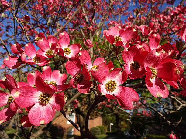 istock Blooming Dogwood Flowers 521262490