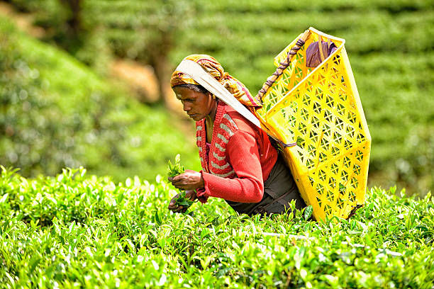 istock Tea Picker in Nuwara Eliya, Sri Lanka 521262952
