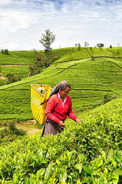 tee-picker in nuwara eliya sri lanka - nuwara eliya stock-fotos und bilder