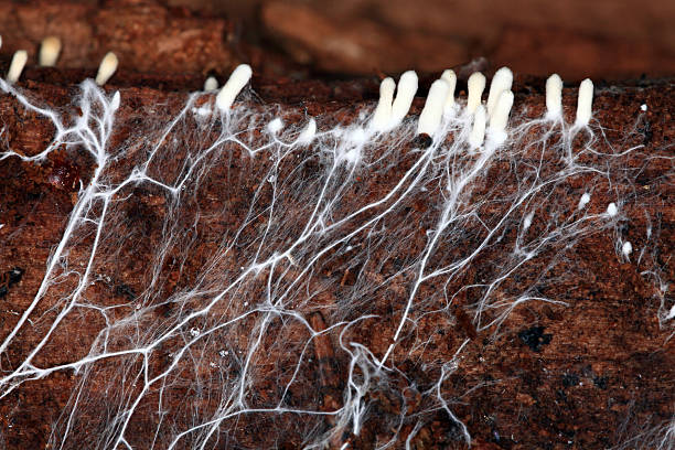 mycelium - spore fotografías e imágenes de stock