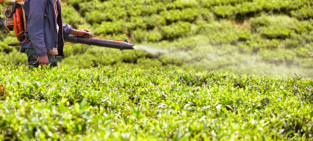 Man spraying poison to the Tea Field against insects.