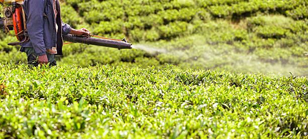 Spraying Against Vermin Man spraying poison to the Tea Field against insects. labor intensive production line stock pictures, royalty-free photos & images