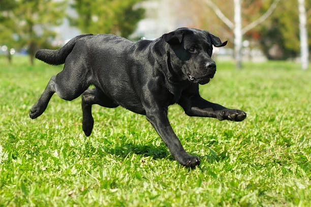 istock black Labrador runs across the grass 521263834