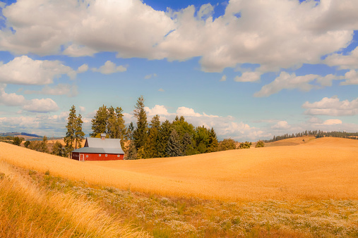 A red barn and other out buildings sit on various hills in the wheat fields of Eastern Washington, USA. Puffy clouds hang above all the layers of hills and trees.