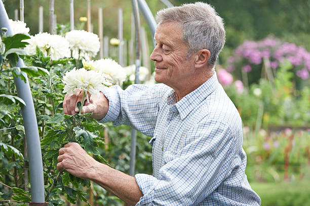 istock Senior Man Cultivating Flowers In Garden 521263893