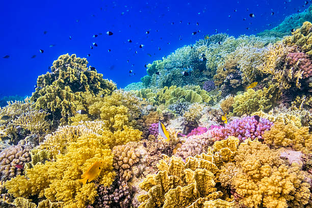 istock Beautiful tropical Coral Reef on Red Sea 521264082