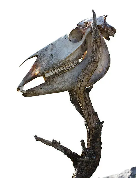 Photo of Horse skull with wooden body