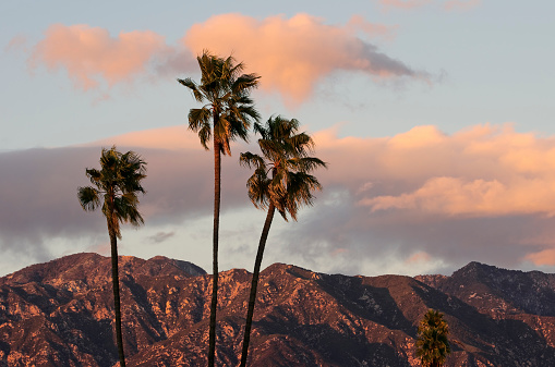 Palm trees with the San Gabriel Mountains in the far distance. Photo taken from Pasadena, California on a windy afternoon. This DSLR photo was taken on a beautiful, windy afternoon. The clouds and hills are colored by the sun with its warm light as it sets. Three palm trees are seen in the foreground. The sky appears light blue.