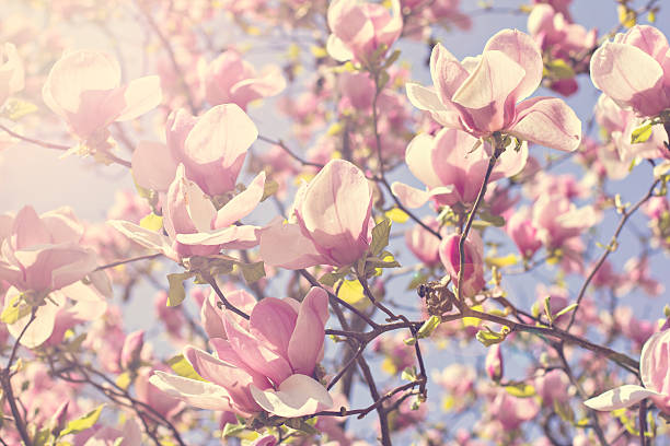Blooming magnolia branch on a tree in the garden. Blooming magnolia branch on a tree in the garden. Flowering magnolia tree densely covered with beautiful fresh pink flowers jane magnolia stock pictures, royalty-free photos & images