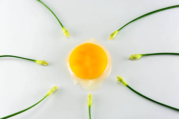 istock Egg with chinese chives on white background, fine art concept 521264543