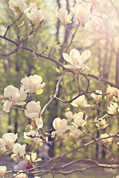 Blooming magnolia branch on a tree in the garden. Blooming magnolia branch on a tree in the garden. Flowering magnolia tree densely covered with beautiful fresh white flowers jane magnolia stock pictures, royalty-free photos & images
