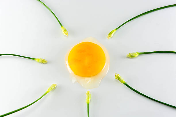 istock Egg with chinese chives on white background, fine art concept 521264897