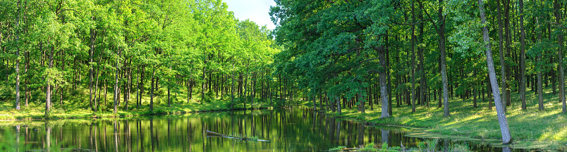 A beautiful scenic view of green trees alongside a river under a blue sky