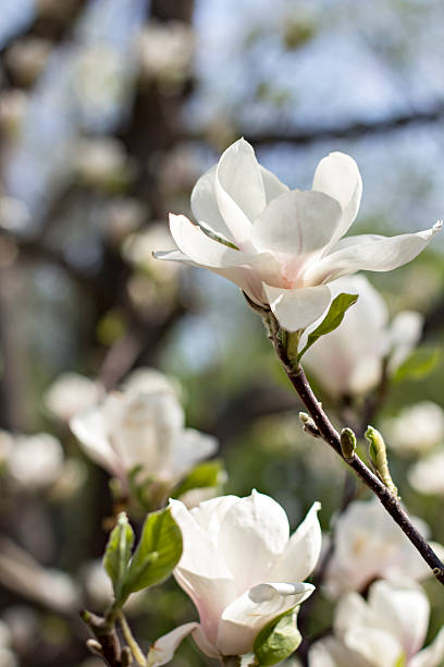 Blooming magnolia branch on a tree in the garden. Blooming magnolia branch on a tree in the garden. Flowering magnolia tree densely covered with beautiful fresh white flowers jane magnolia stock pictures, royalty-free photos & images