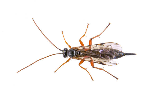 istock Fly with long foots on a white background 521265118