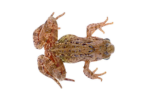 istock Brown European frog on a white background 521265406