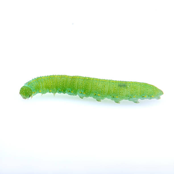 istock Green caterpillar on a white background 521265422