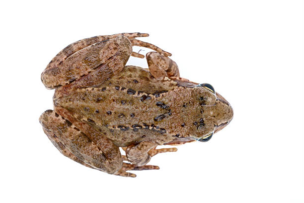 istock Brown European frog on a white background 521265452