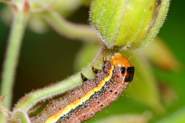 istock Brown caterpillar with ellow stripe on a flower 521265472