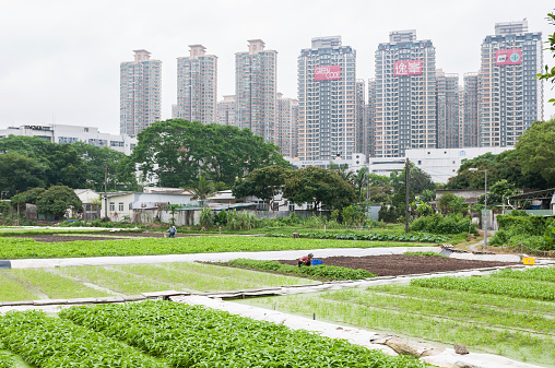 Hong Kong, China - May 4, 2014: Traditional farmers cultivate vegetable crops by hand in rural Hong Kong with new, modern apartment towers in the background.