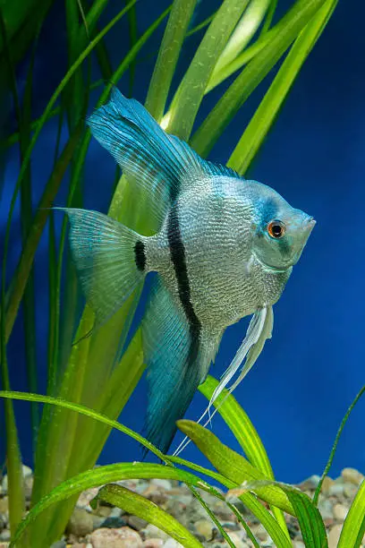Photo of Angel fish