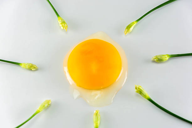 istock Egg with chinese chives on white background, fine art concept 521265623