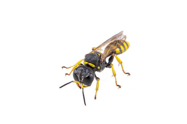 istock Black insect whith yellow stripes on the white background 521265758