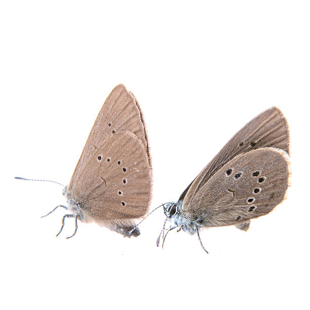 istock Two brown butterflies on a black background 521265790