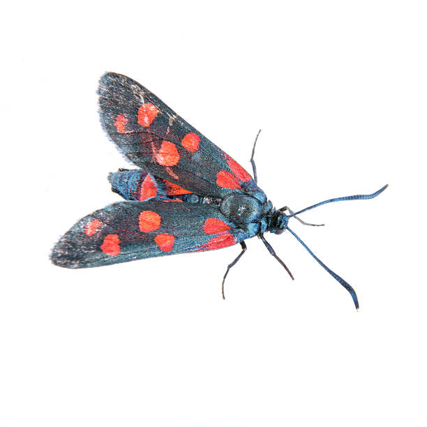 istock Six-spot burnet on the white background 521265856