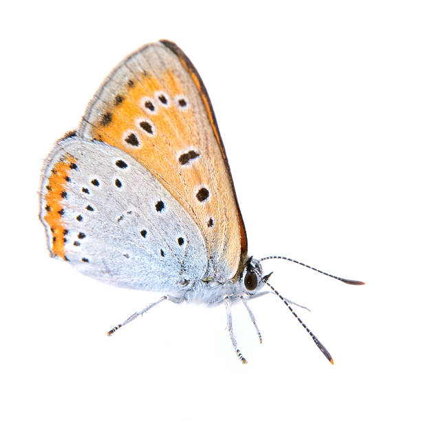 istock Colored butterfly sitting on the white background 521265880