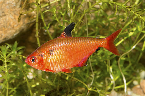 istock Red tetra fish in a aquarium 521265910