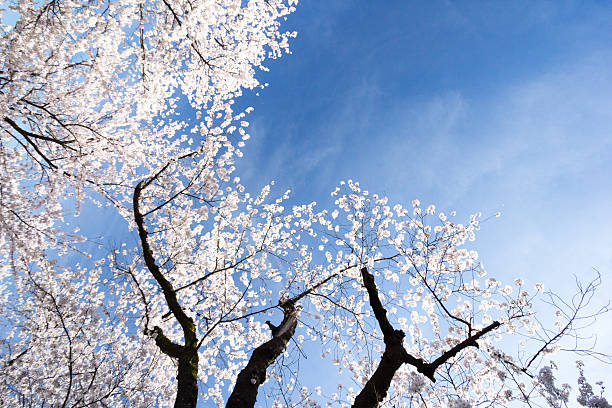 istock Cherry Blossoms in Kanazawa, Japan 521265916