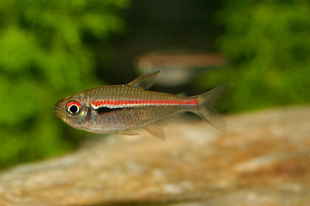 istock Tetra fish from the genus Hemigrammus 521265958