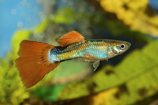 istock Guppy fish in a aquarium 521265982