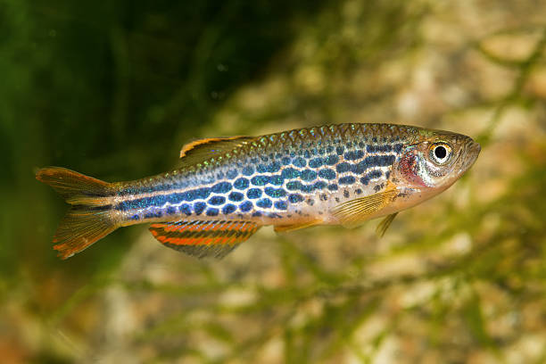 Barb fish from the genus Danio Barb fish from the genus Danio in the aquarium danio stock pictures, royalty-free photos & images