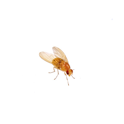 Beige fly isolated on a white background